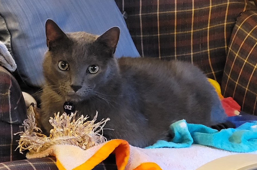 Jorge, a solid grey cat, kitty loafing on a chair on a tie dye towel with a cat toy next to him