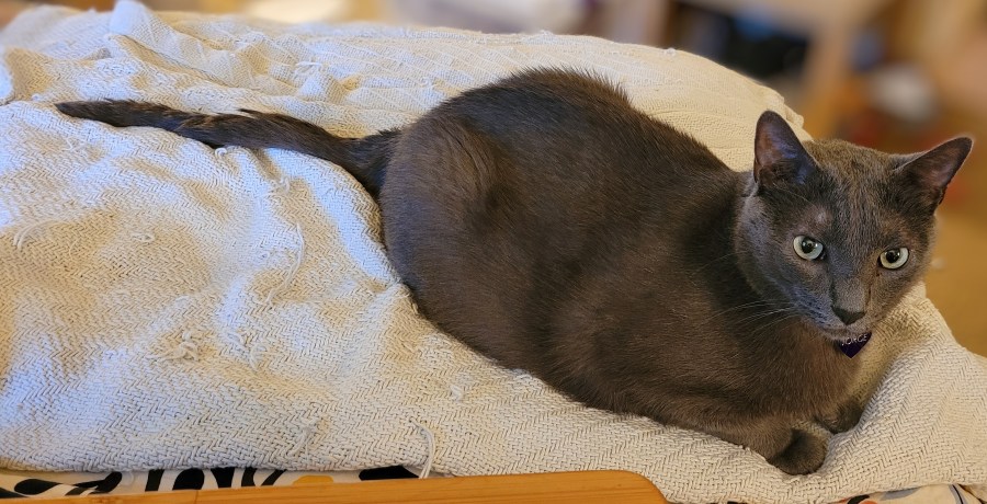 Jorge, a solid grey cat, kittyloafing on a blue blanket, with his tail extended