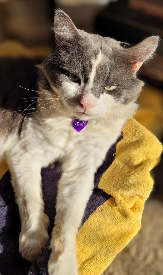 Sean, a grey & white fluffy cat, lounging on a blue & yellow towel, with sunshine beaming on him