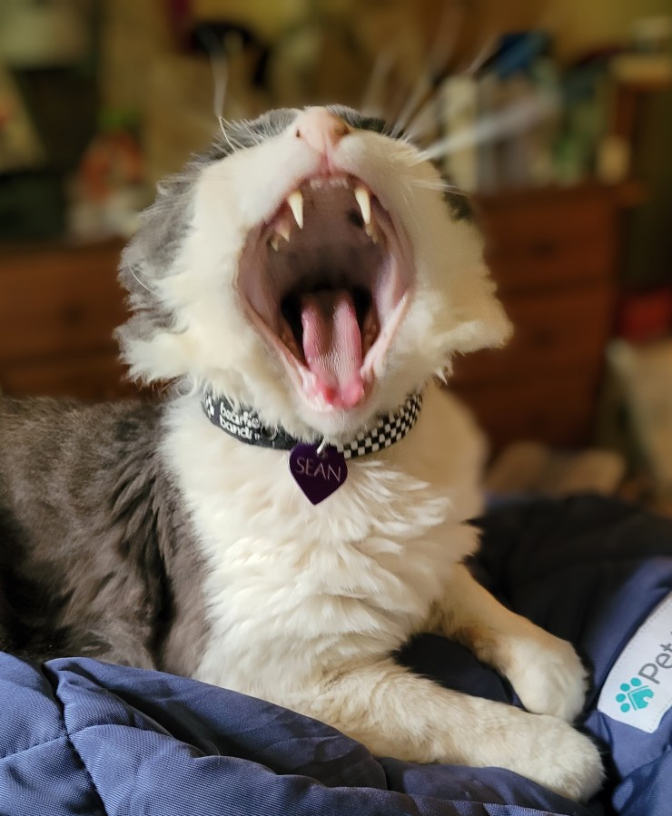 Sean, a grey & white fluffy cat, caught mid-yawn