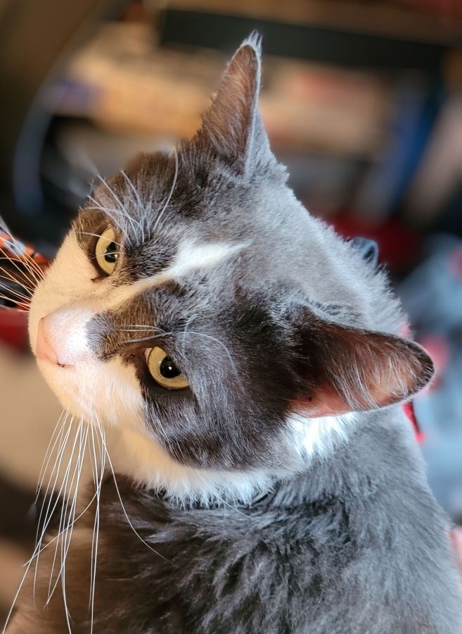 Head shot of Sean, a grey & white fluffy cat, with his head tilted to the side