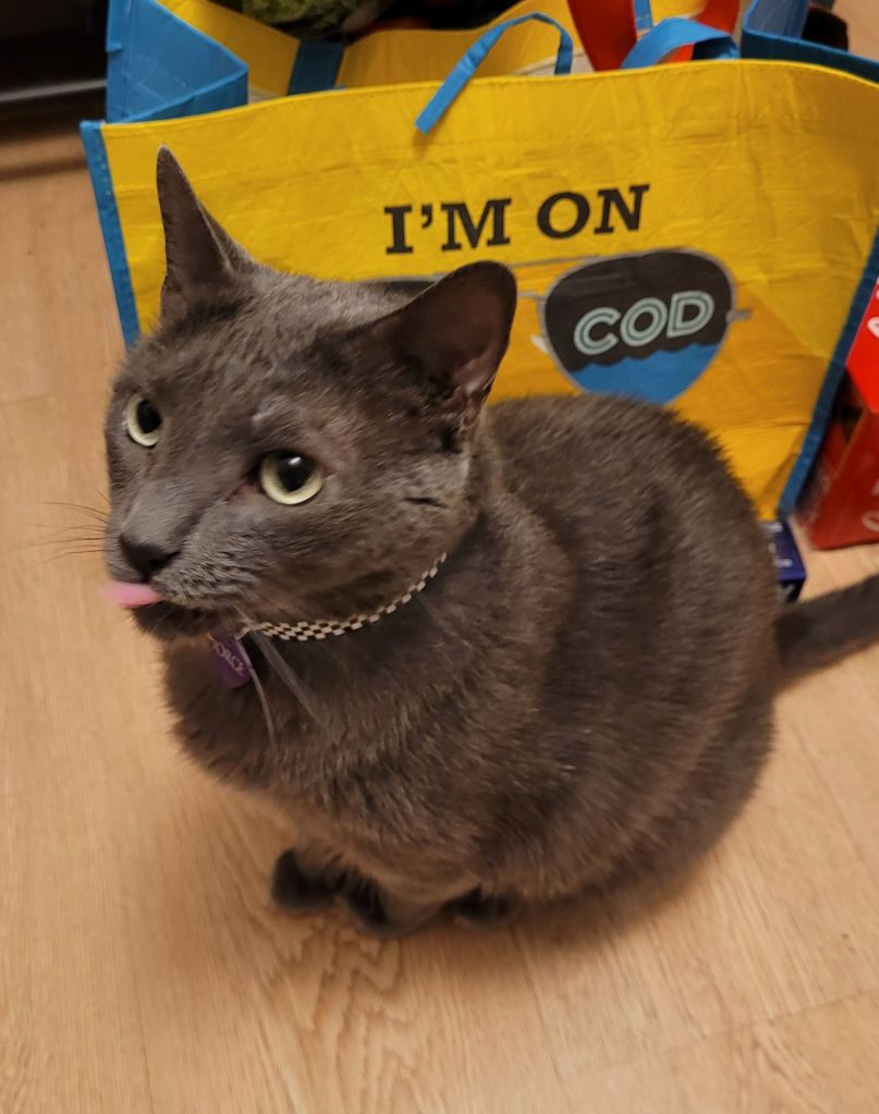 Jorge, a solid grey cat, sitting on the kitchen floor, waiting for treats, caught him mid-lip-smack with his tongue out.