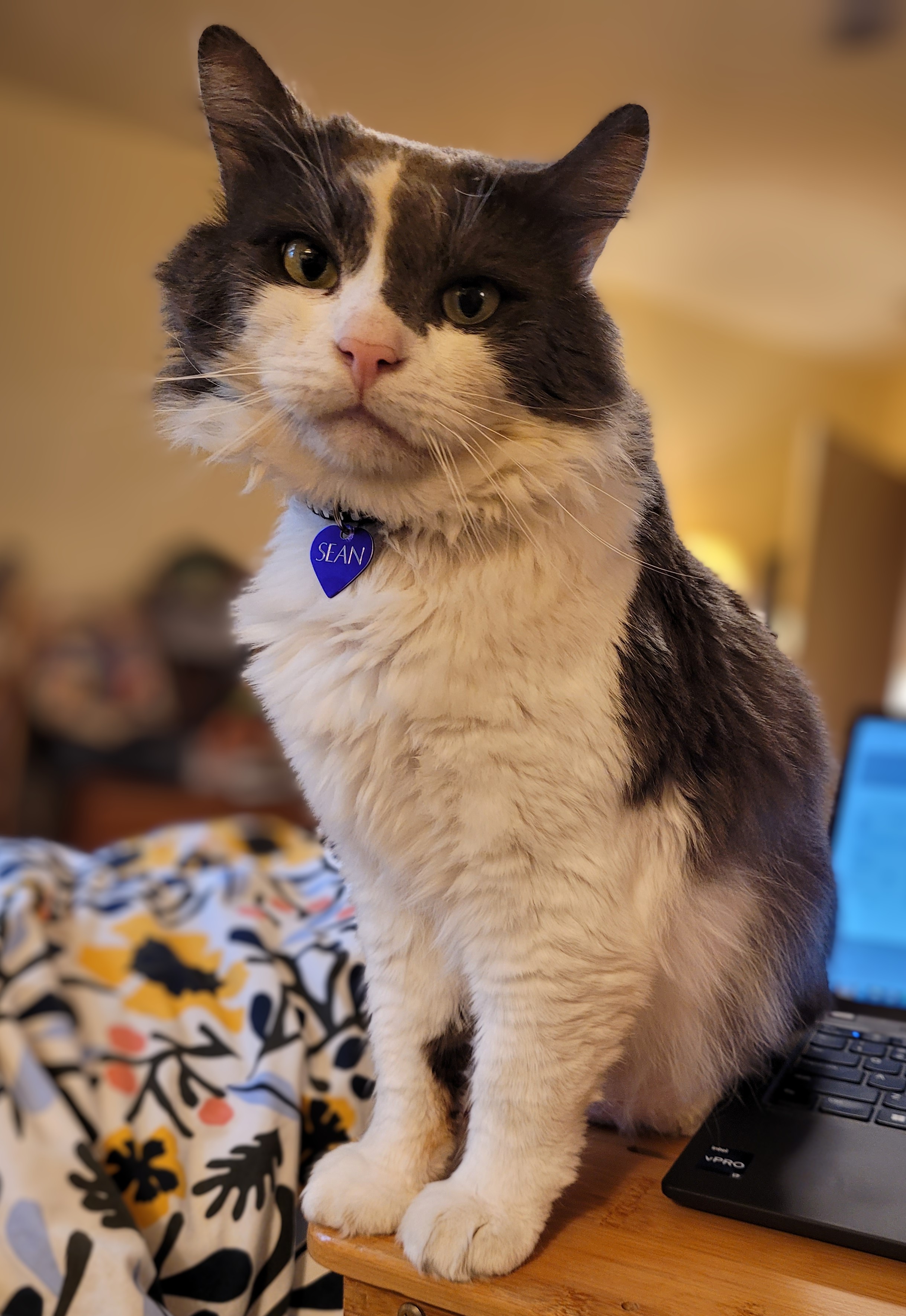 Sean, a grey and white fluffy cat, sitting on the edge of my laptop stand.