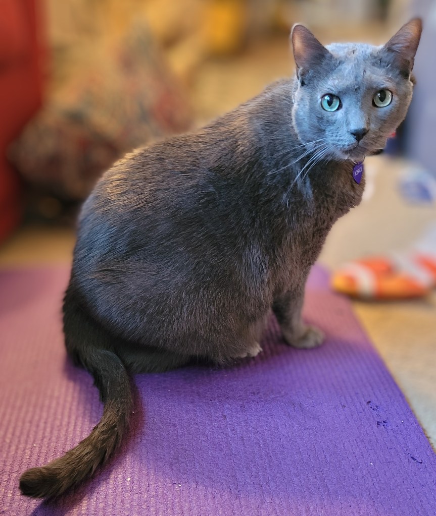 Jorge, a solid grey cat with green eyes, sitting on a purple yoga mat, looking directly at the camera.