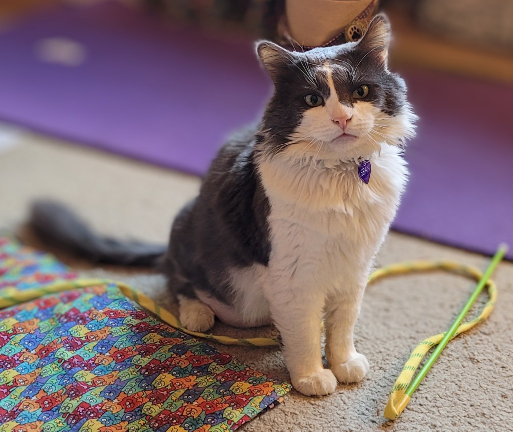 Sean, a grey and white fluffy cat, sitting up on the floor, next to a brightly patterned cat mat, with a yellow string on a stick toy next to him. His head has a slight tilt to it.