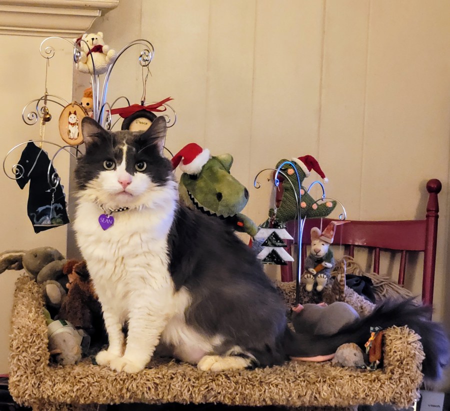 Sean, a grey and white fluffy cat, sitting on a carpeted cat shelf. Behind him are two metal ornament holders with Christmas ornaments, and a dinosaur in a Santa hat.