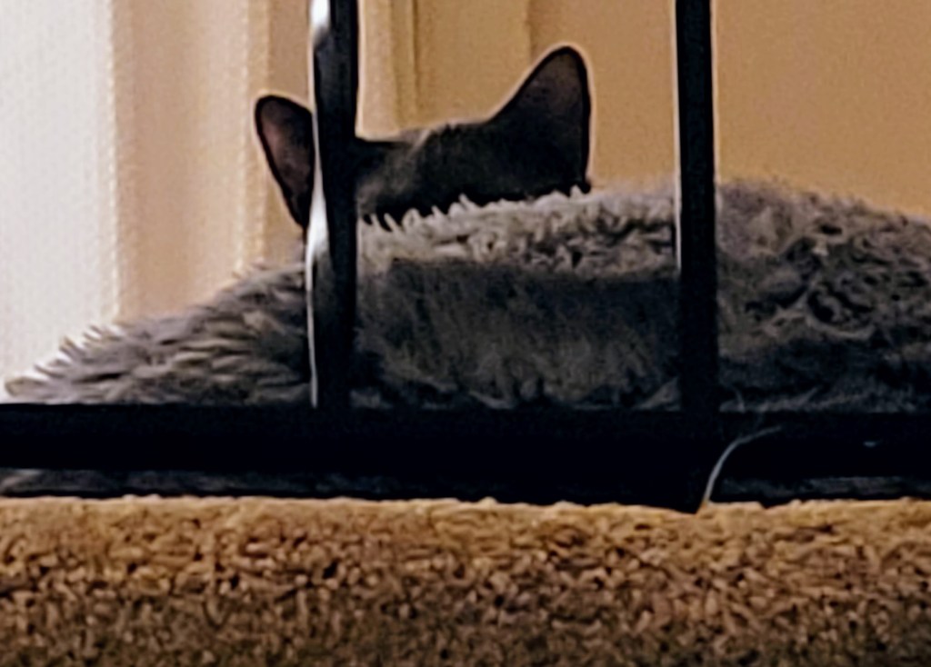 Shot of Jorge's ears popped up over the edge of his pet bed. Jorge is a solid grey cat and it looks a touch ominous.