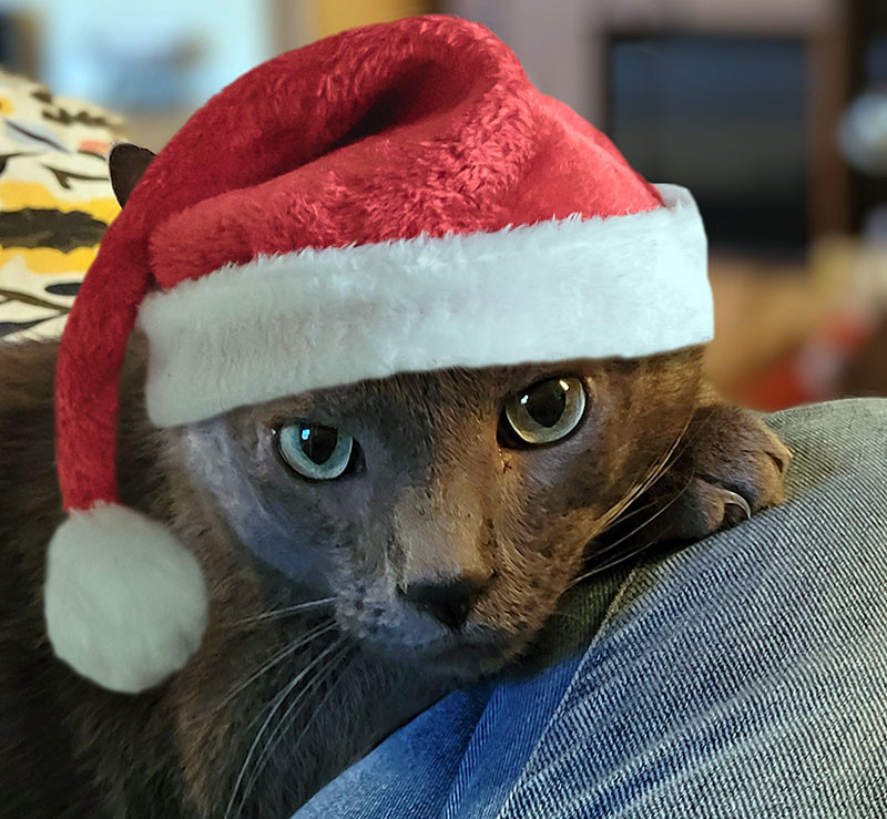 Headshot of Jorge, a solid grey cat, with a Santa hat photoshopped on his head. It’s exceptionally well done and looks like I got a hat on him.