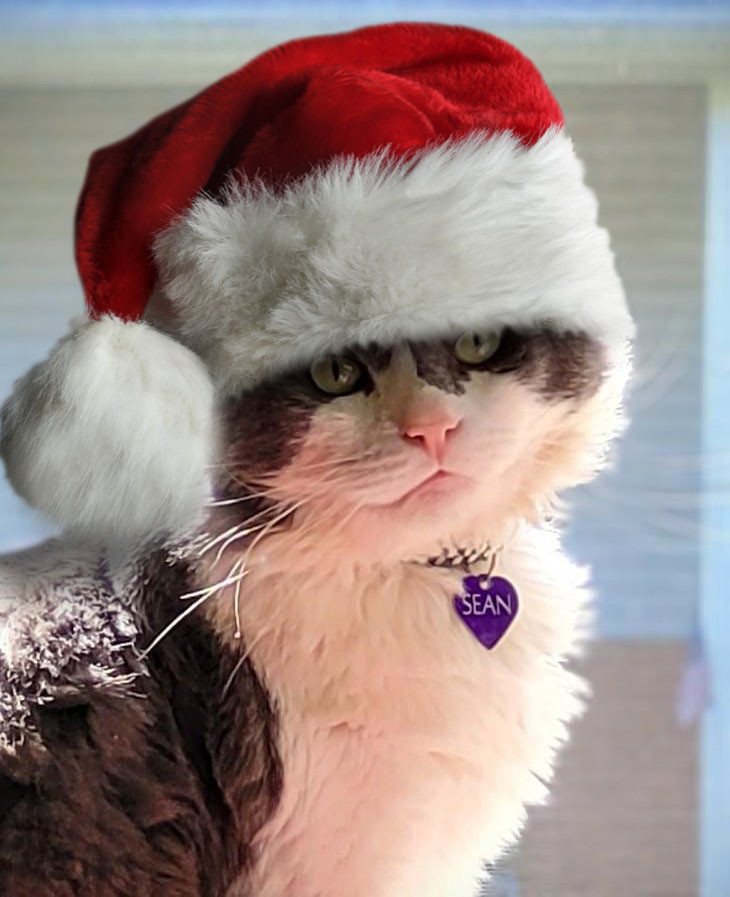 Headshot of Sean, a grey and white fluffy cat, with a Santa hat photoshopped on his head. It’s exceptionally well done and looks like I got a hat on him.