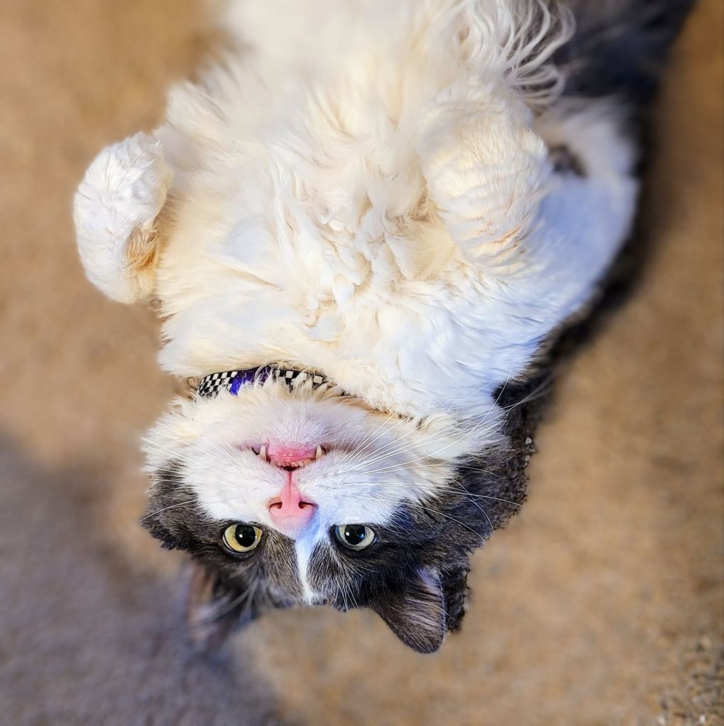 Sean, a grey and white fluffy cat, laying upside down on the floor with his front paws tucked up and his fangs showing