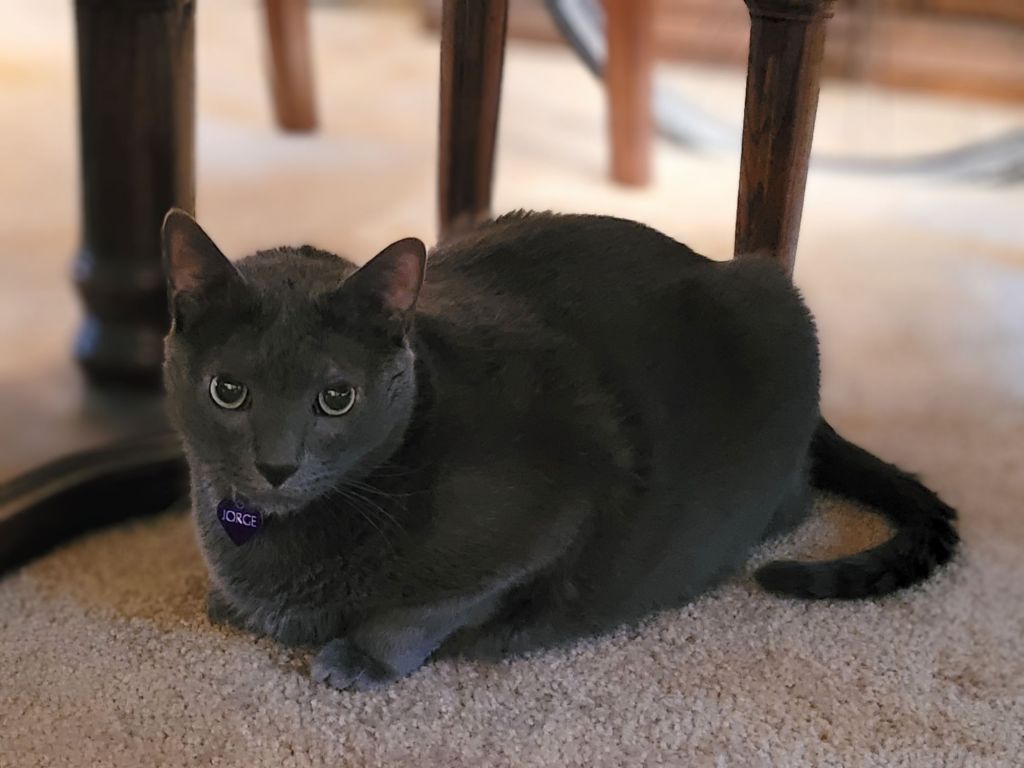 Jorge, a solid grey cat, kittyloafing under the dining room table