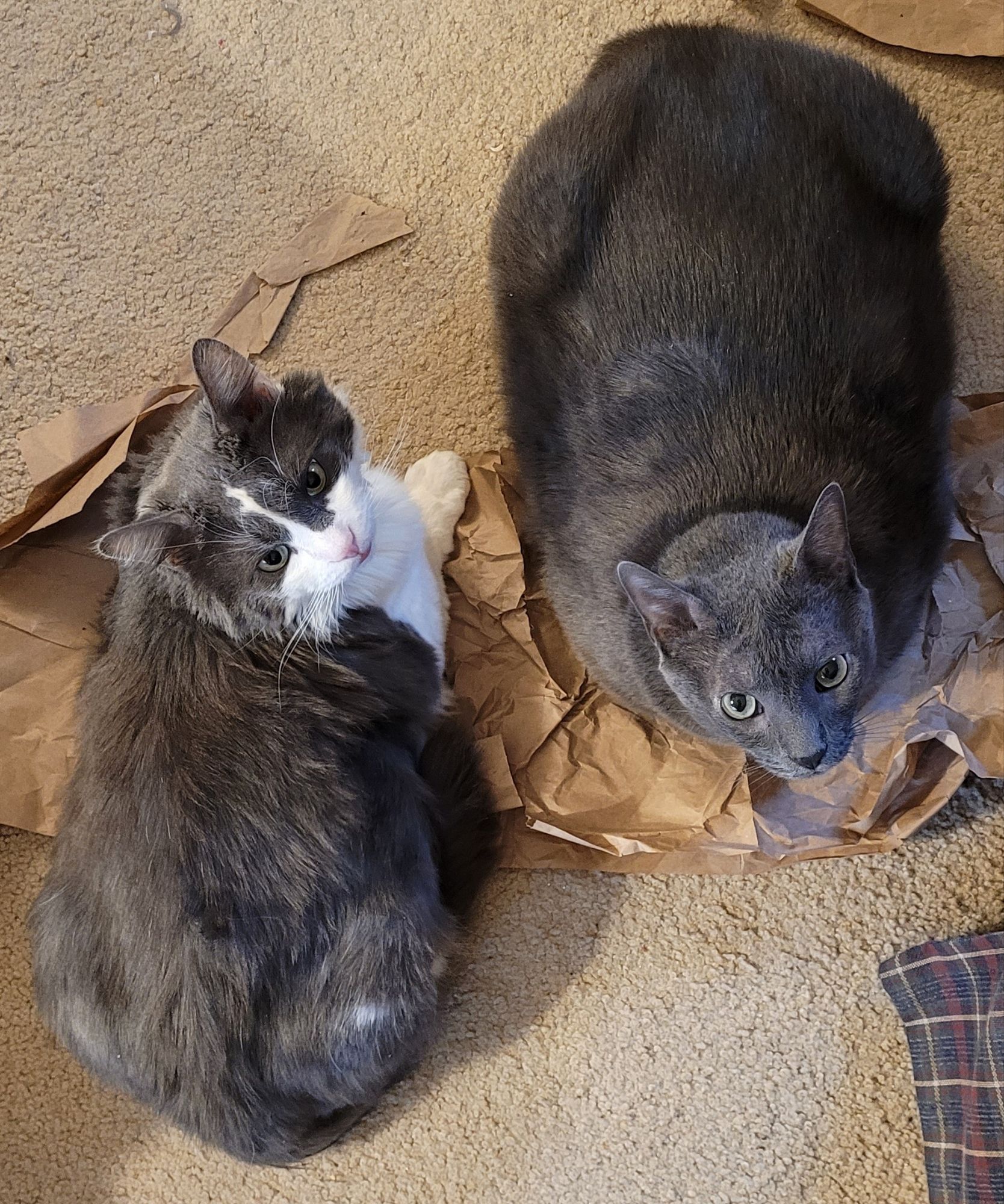 Sean, a grey and white fluffy cat, kittyloafing on crinkly brown packing paper. Next to him is Jorge, a solid grey cat, facing the opposite direction, Aldo kittyloafing on the paper.