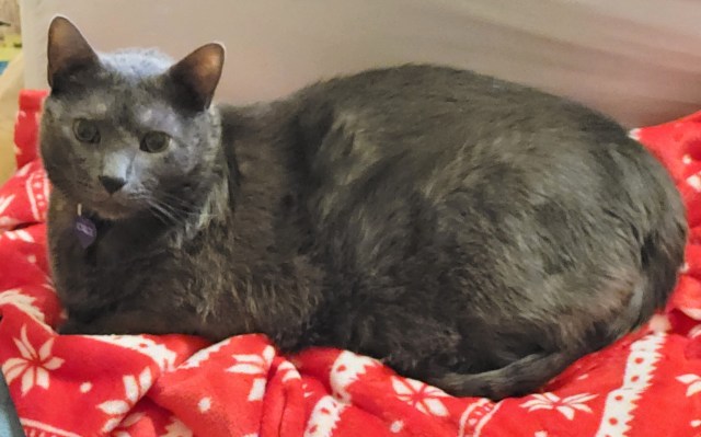 Jorge, a solid grey cat, kittyloafing on a red and white plush blanket