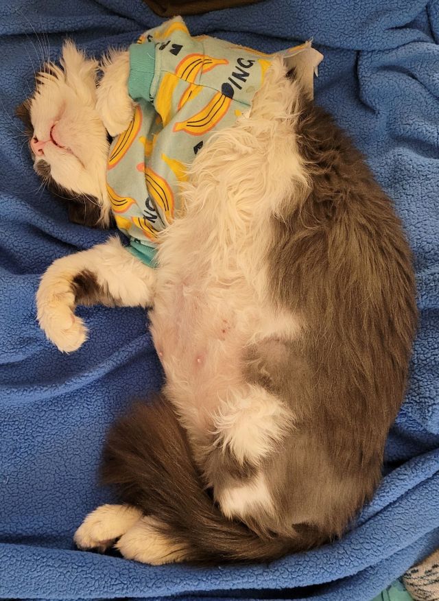 Sean, a grey and white fluffy cat, sleeping on his back on a blue blanket. He's wearing a blue t-shirt with bananas on it to prevent overgrooming.