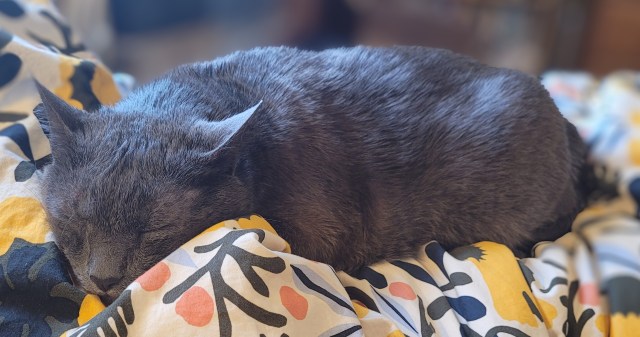Jorge, a solid grey cat, sleeping with his head stretched out, on a brightly colored comforter.