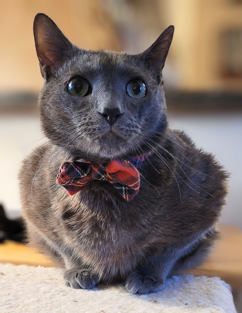 Jorge, a solid grey cat with green eyes, wearing a red plaid bow tie. He is being very good for Santa.