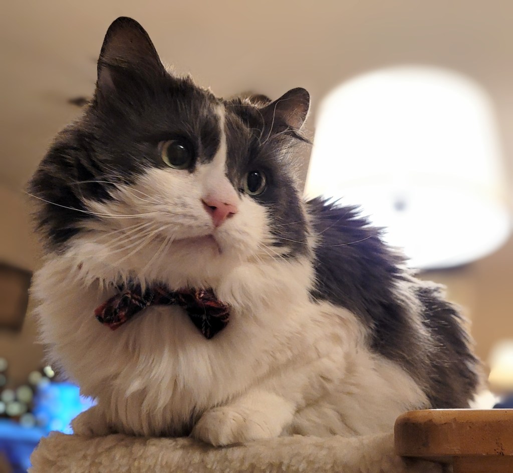 Sean, a grey and white fluffy cat, in a festive red plaid bow tie. He is adorable.