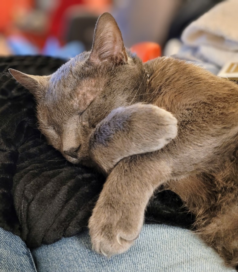 Jorge, a solid grey cat with green eyes. He is snoozing on my lap, with his head on a black plush blanket, and his front paws are crossed in front of him.