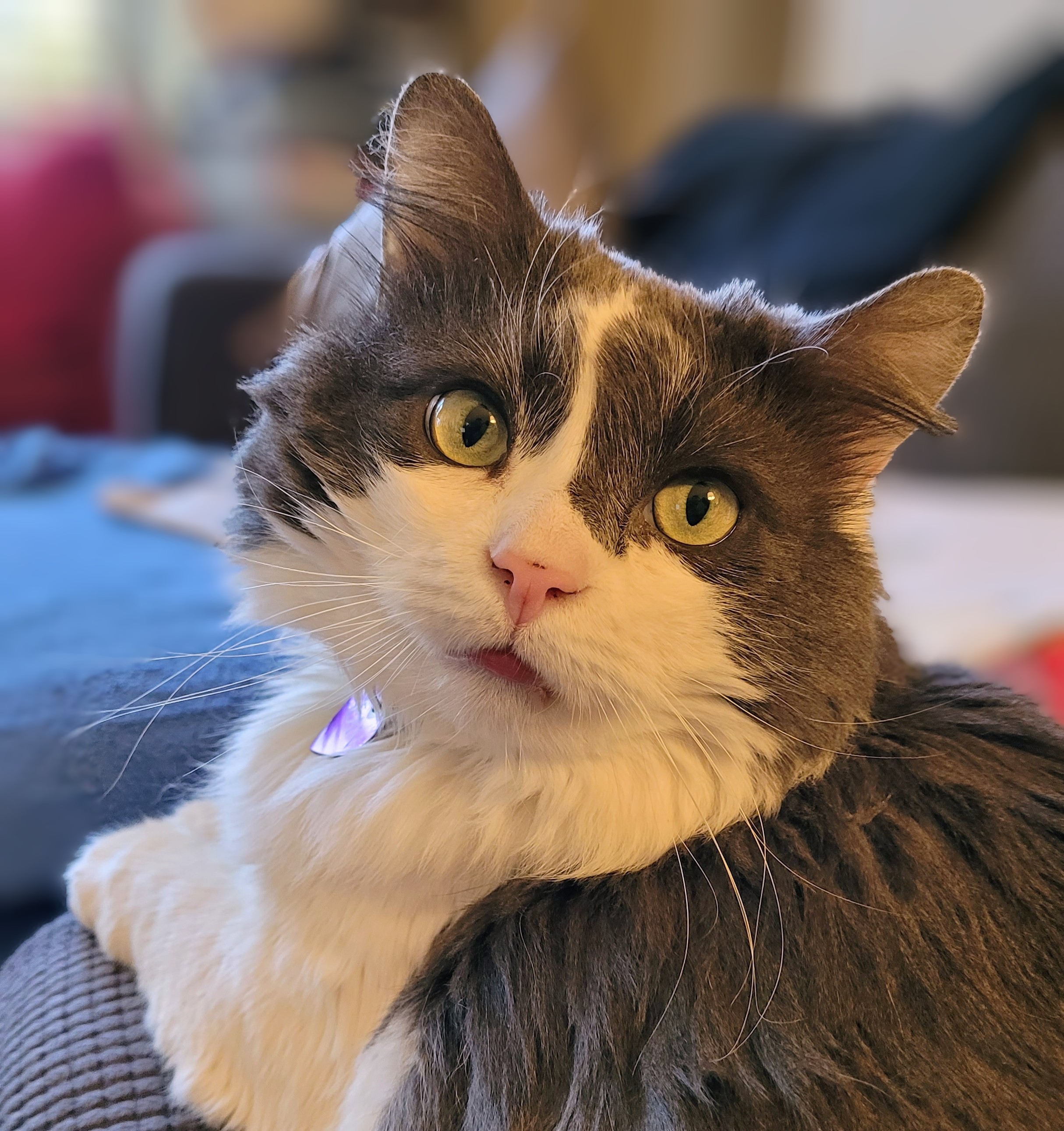 Sean, a grey and white fluffy cat, sitting next to me on the couch, looking over his shoulder after I said his name. He has a little discolored spot at the very top of his nose - it's food.