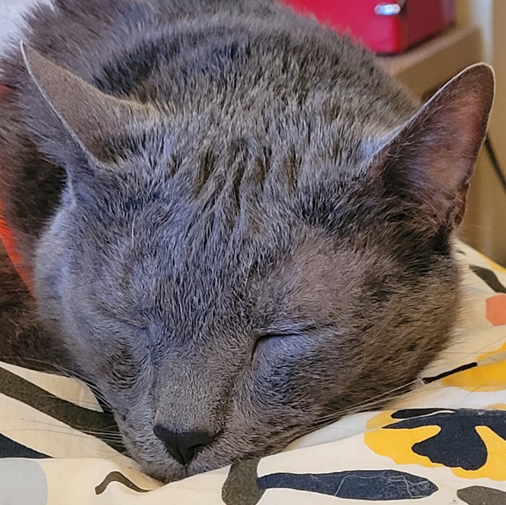 Headshot of Jorge, a solid grey cat with green eyes, snoozing on my bed.