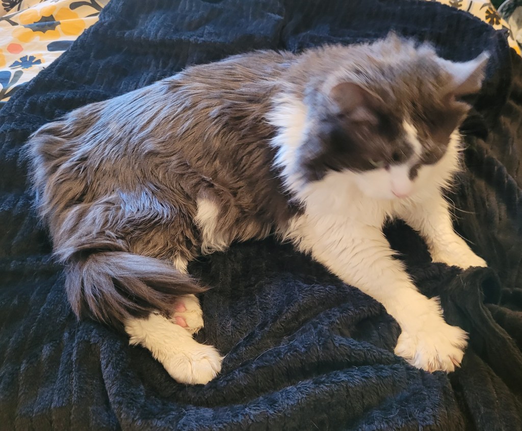 Action shot of Sean, a fluffy grey and white cat. He is on a black blanket furiously making kitty biscuits and it's a bit blurry, but you can see his BIG front paw all stretched out on the blanket.